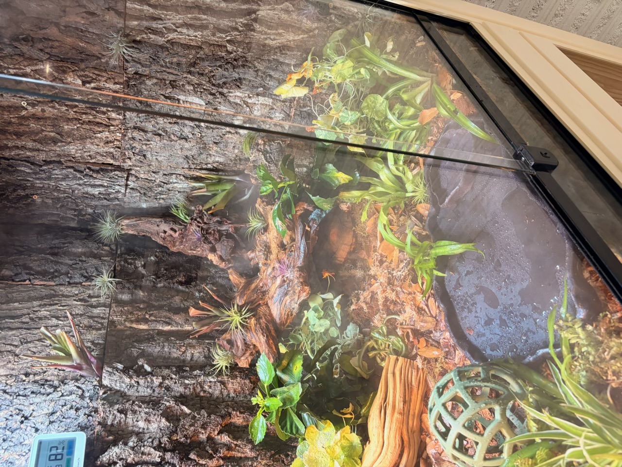 Top-down view of the cool side showing air plants on cork bark, ghostwood, water dish, green forage ball and tortoise on leaf litter substrate.