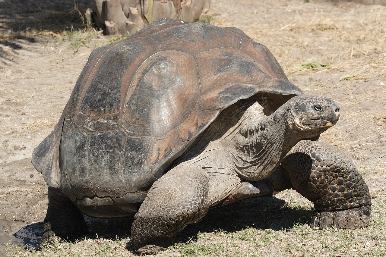 Galápagos tortoise (Chelonoidis niger complex)