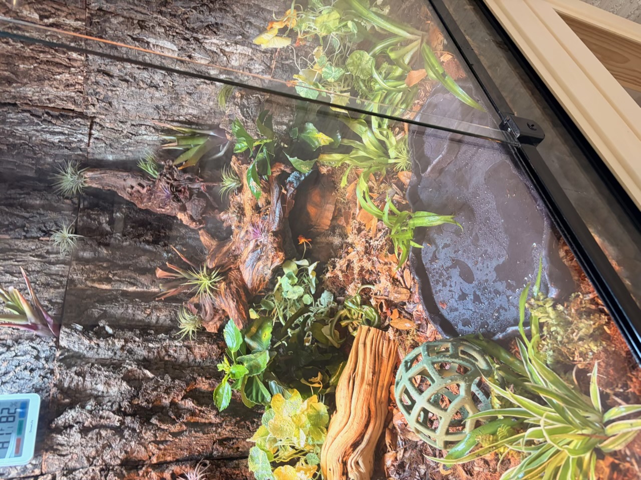 Cool side of the enclosure with the tortoise near a water dish, bromeliads, ghostwood, green forage ball and damp substrate, hygrometer reading 81F and 82 percent.