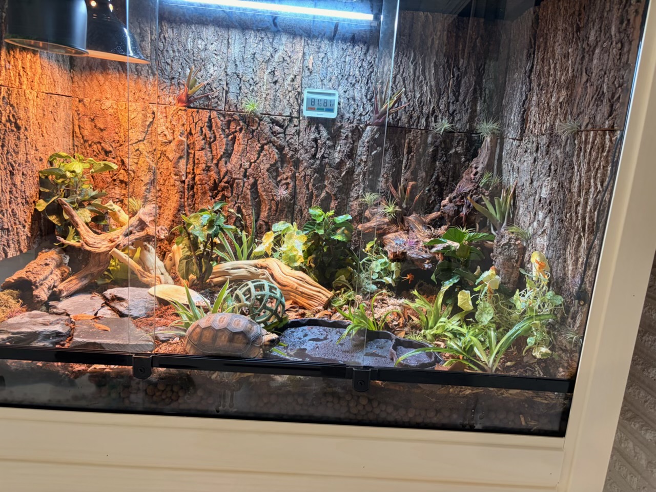 Yellow-foot tortoise inside a bioactive enclosure beside a water tray, with cork bark walls, ghostwood, mopani and bromeliads, hygrometer visible.