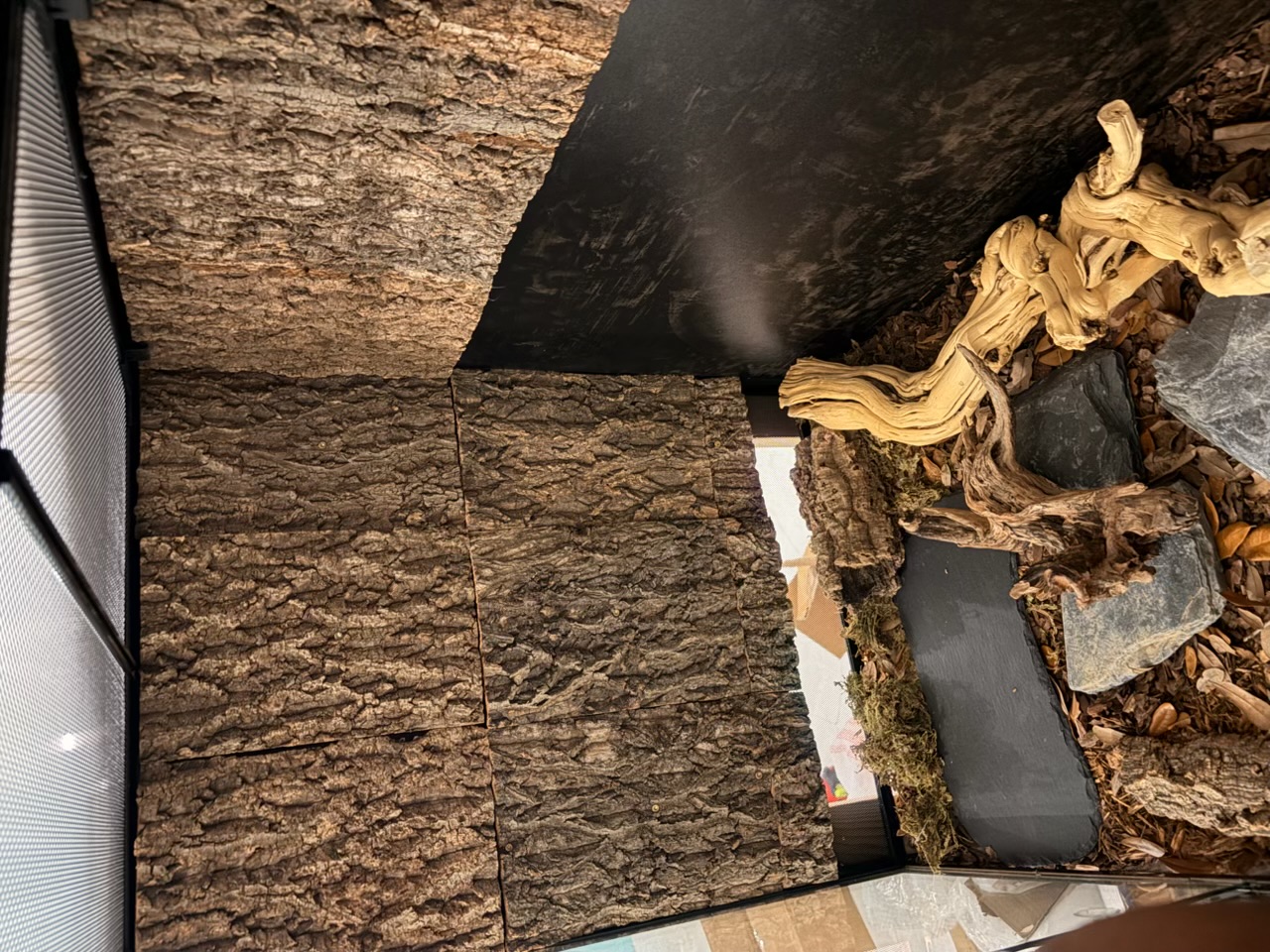 Cork-walled enclosure with a hollow cork hide, twisting pale driftwood, and slate stepping stones arranged on a bed of brown oak leaves over the substrate.