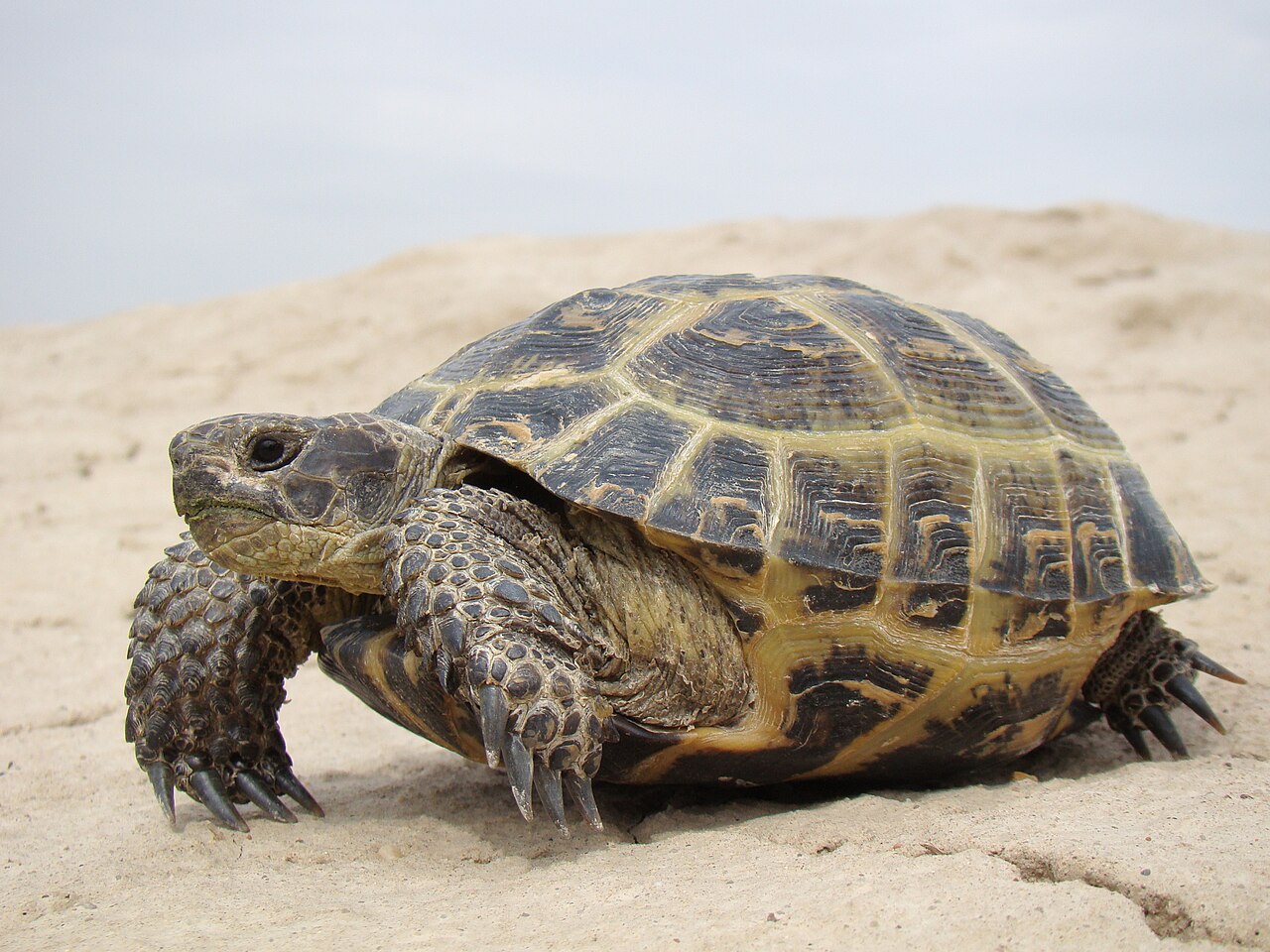 Russian tortoise (Testudo horsfieldii)