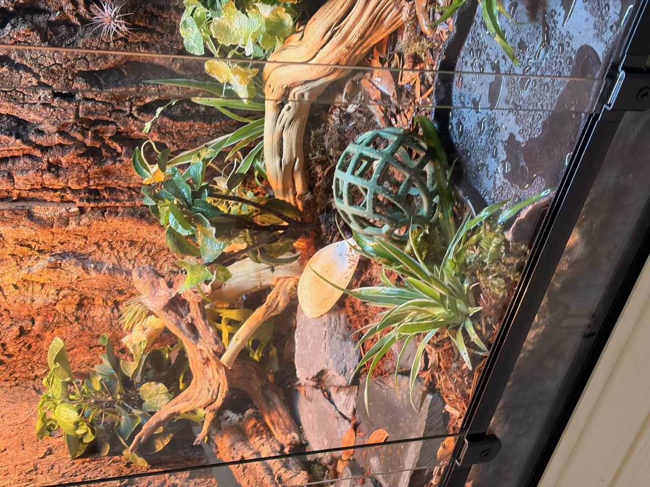 Top-down close-up of the cool side showing ghostwood, slate stepping stones, humid hide cap, green forage feeder ball, and a wet water dish on leaf litter.