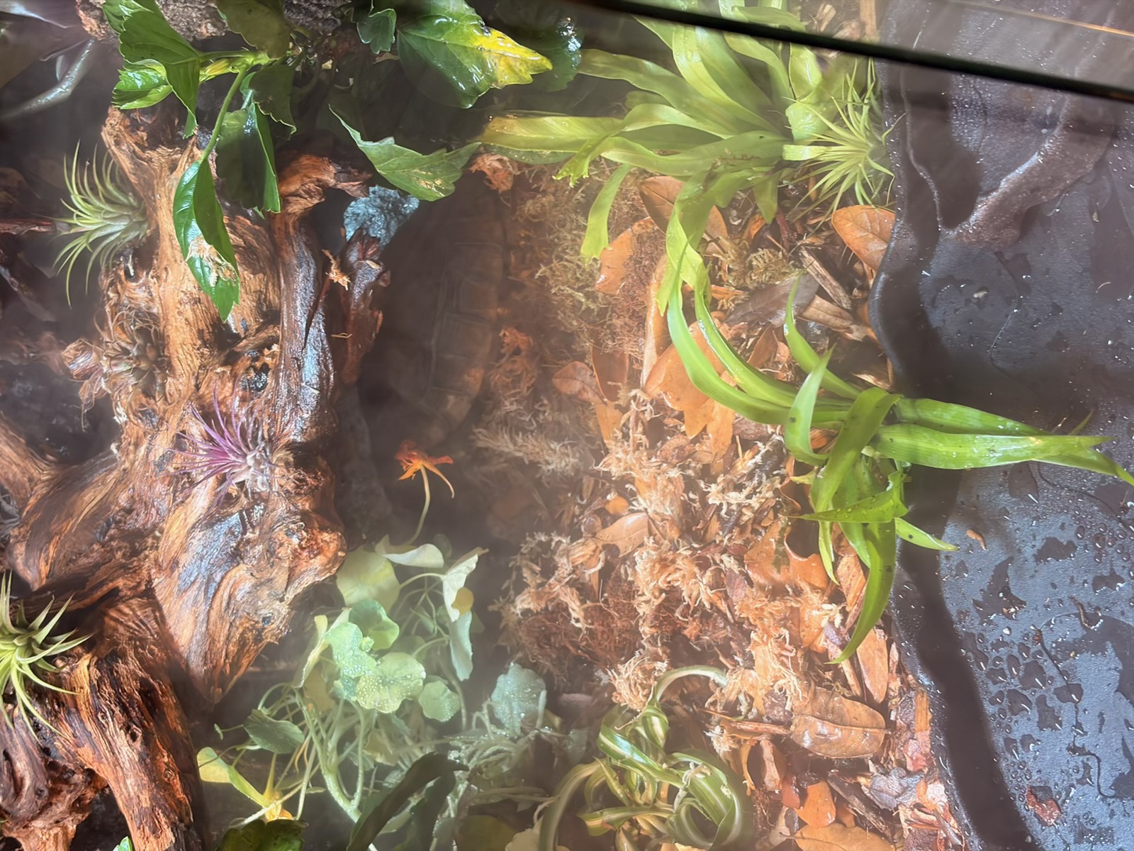 Misty top-down view of the humid side showing fog over mopani driftwood, a blooming purple air plant and the tortoise hiding beneath the wood.