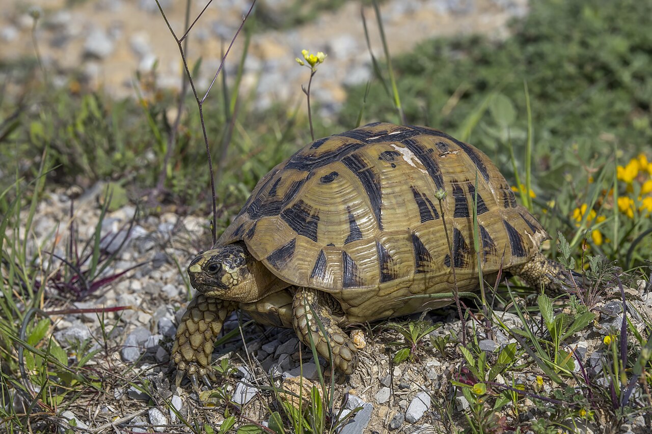 Greek (spur-thighed) tortoise (Testudo graeca)