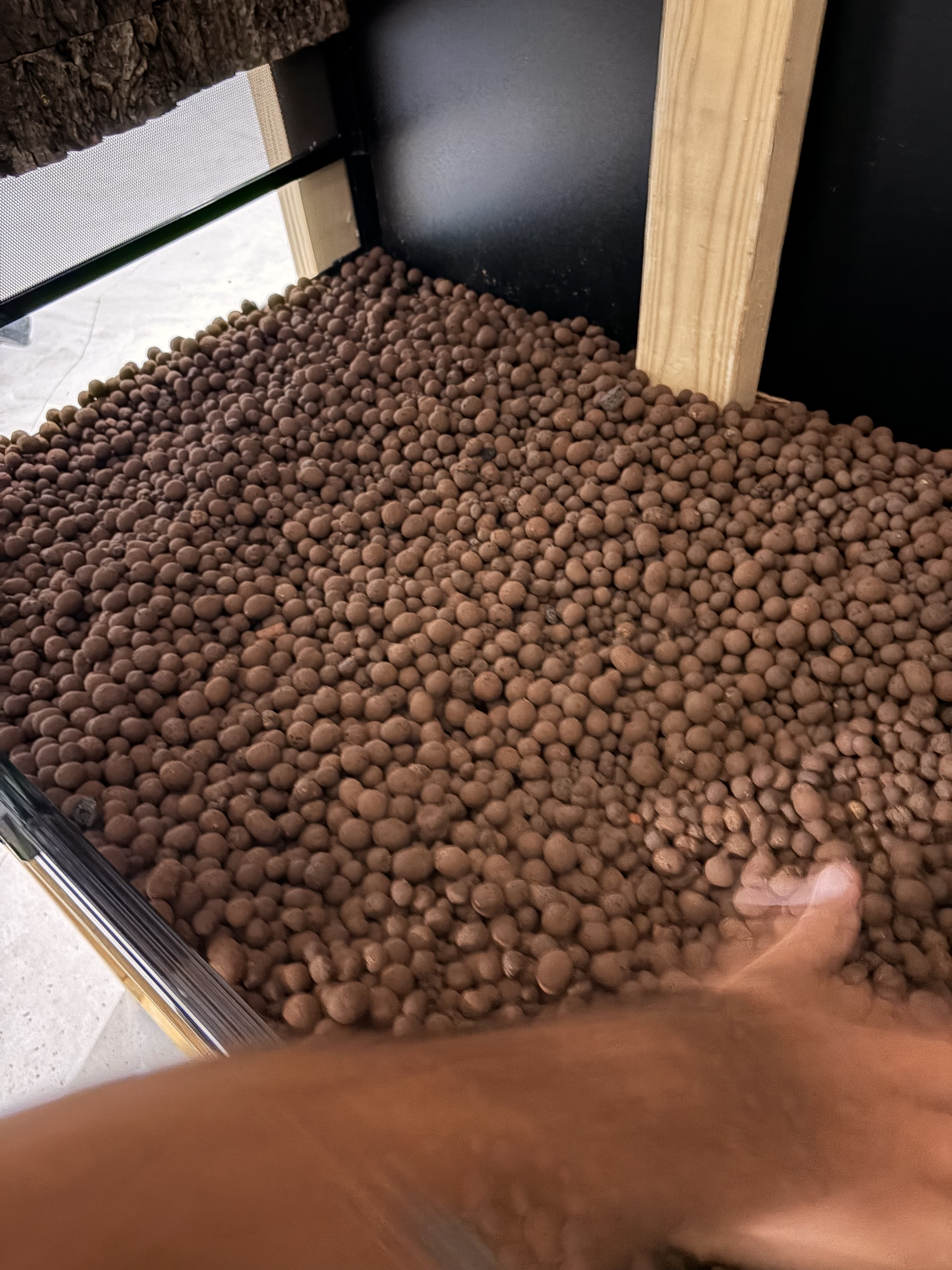 Hand smoothing a thick layer of brown LECA clay balls across the glass floor of the enclosure, with a wooden brace and the black painted background visible above.