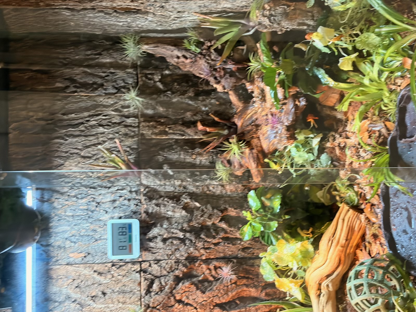 Close-up of the cork bark background wall in three panels, with T5 UVB tube above and air plants and bromeliads mounted to the bark.