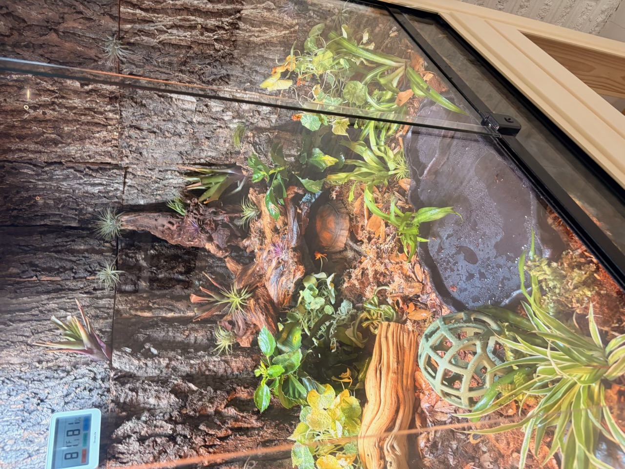 Top-down view of the enclosure with a tortoise nestled among ghostwood, bromeliads and deep substrate, with the cool-side feeding tray below.