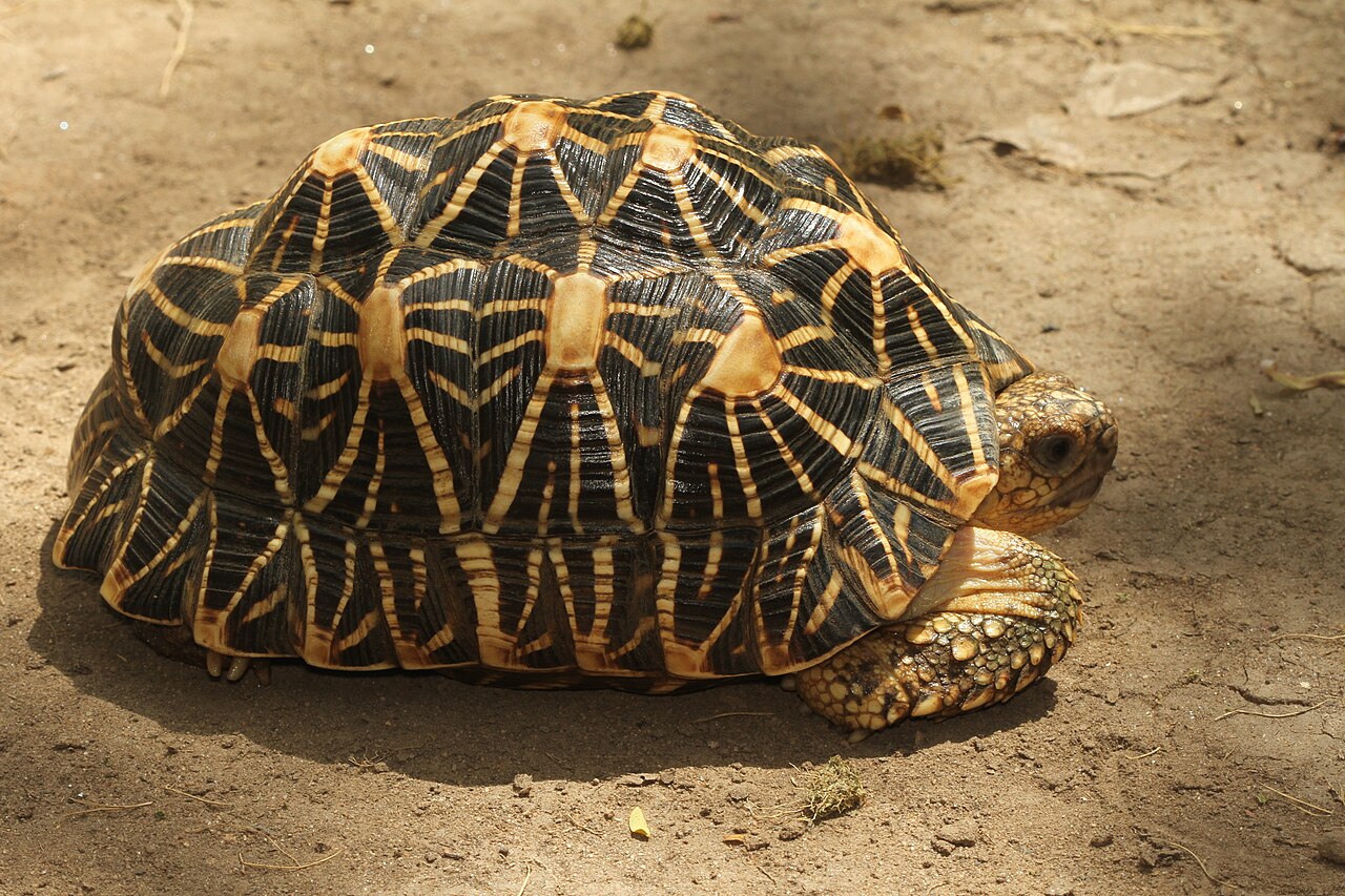 Indian star tortoise (Geochelone elegans)