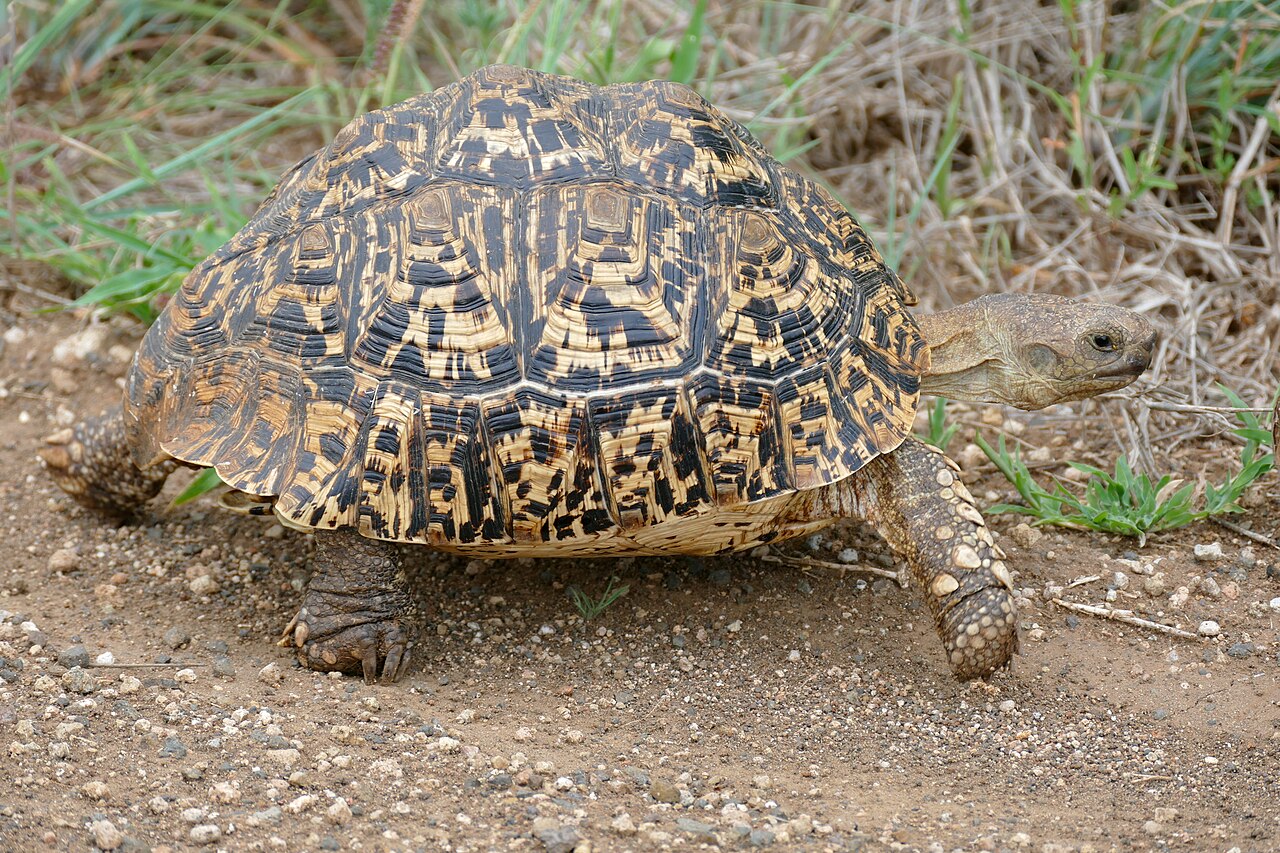 Leopard tortoise (Stigmochelys pardalis)