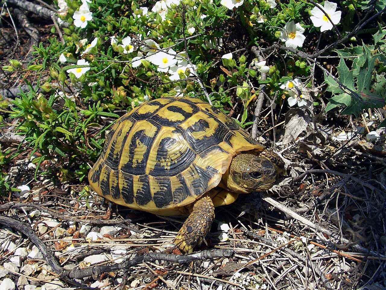 Hermann's tortoise (Testudo hermanni)