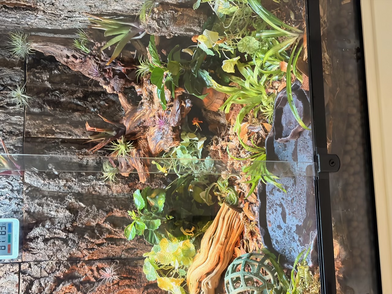 Cool side of the enclosure showing a feeding tray and water dish on slate, ghostwood, ferns, cork wall background, hygrometer reading 81°F and 83% humidity.