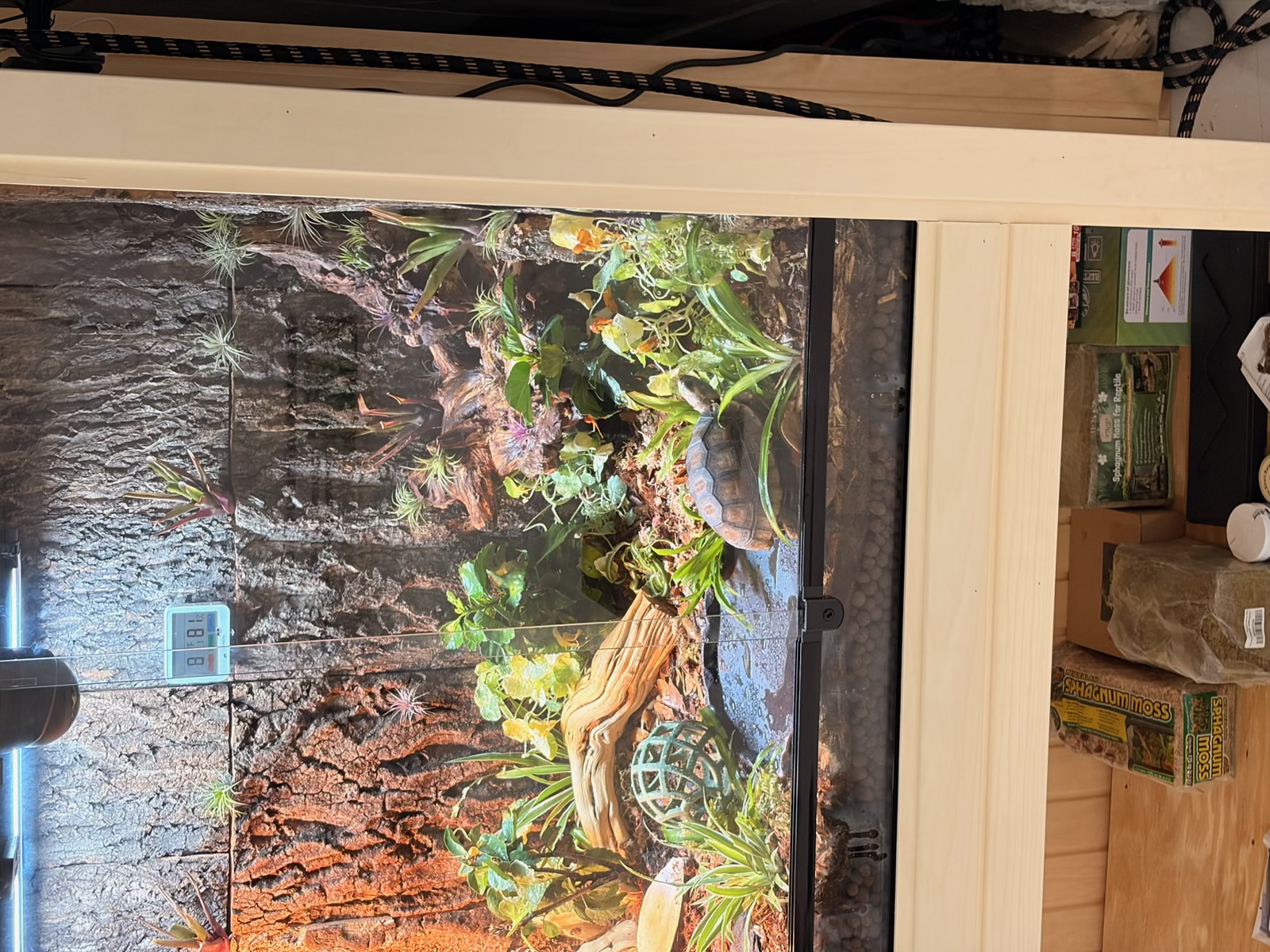Three-quarter view of the cool side of the enclosure showing live plants, ghostwood, water dish, tortoise, and the LECA drainage layer beneath the substrate.