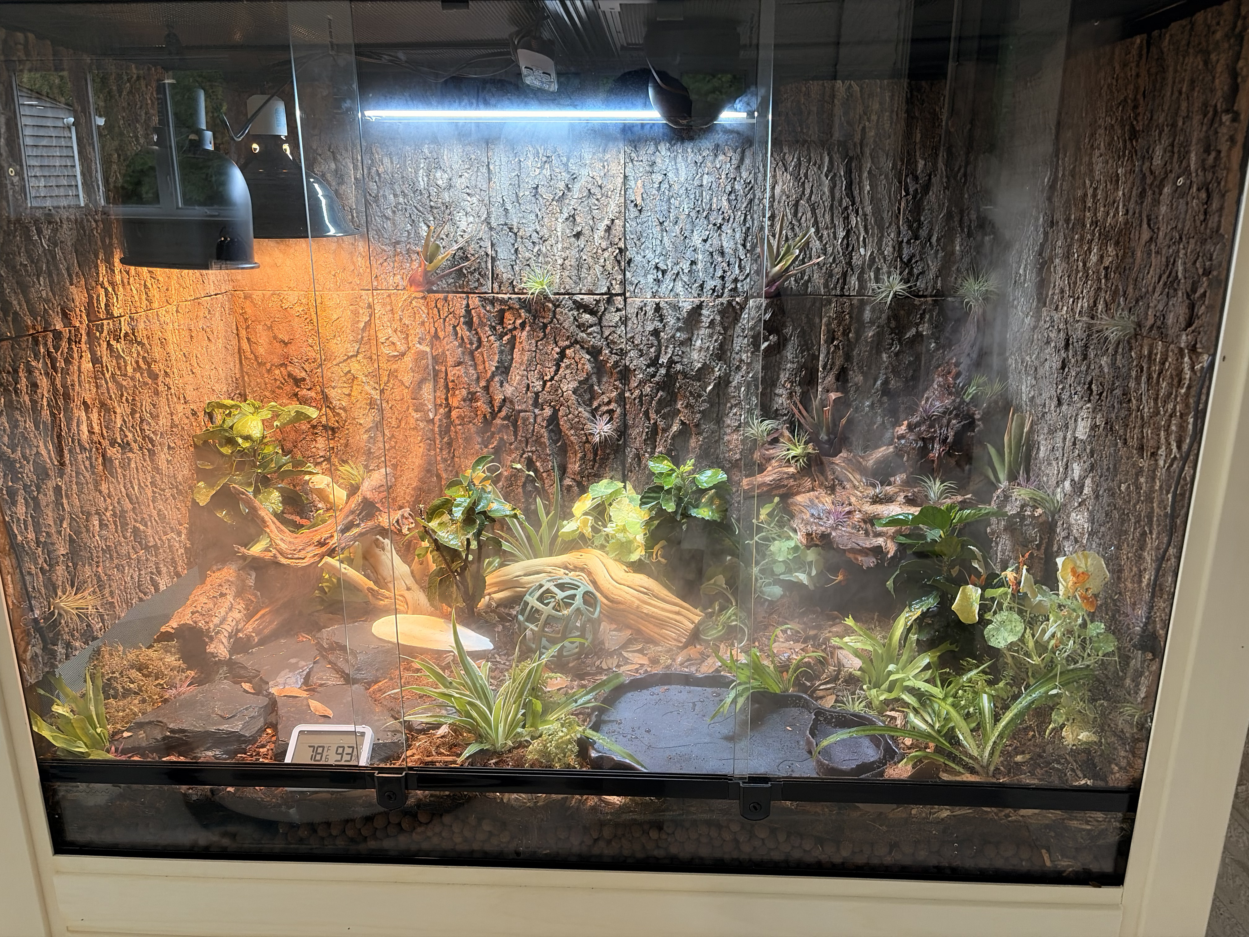 Finished bioactive enclosure: cork bark walls, lush plants including hibiscus and bromeliads, slate stepping stones, water dish, ghostwood, halogen basking lamp and CHE on top, fogger misting in from the lid, and a Govee meter reading 78.6°F and 93% humidity.