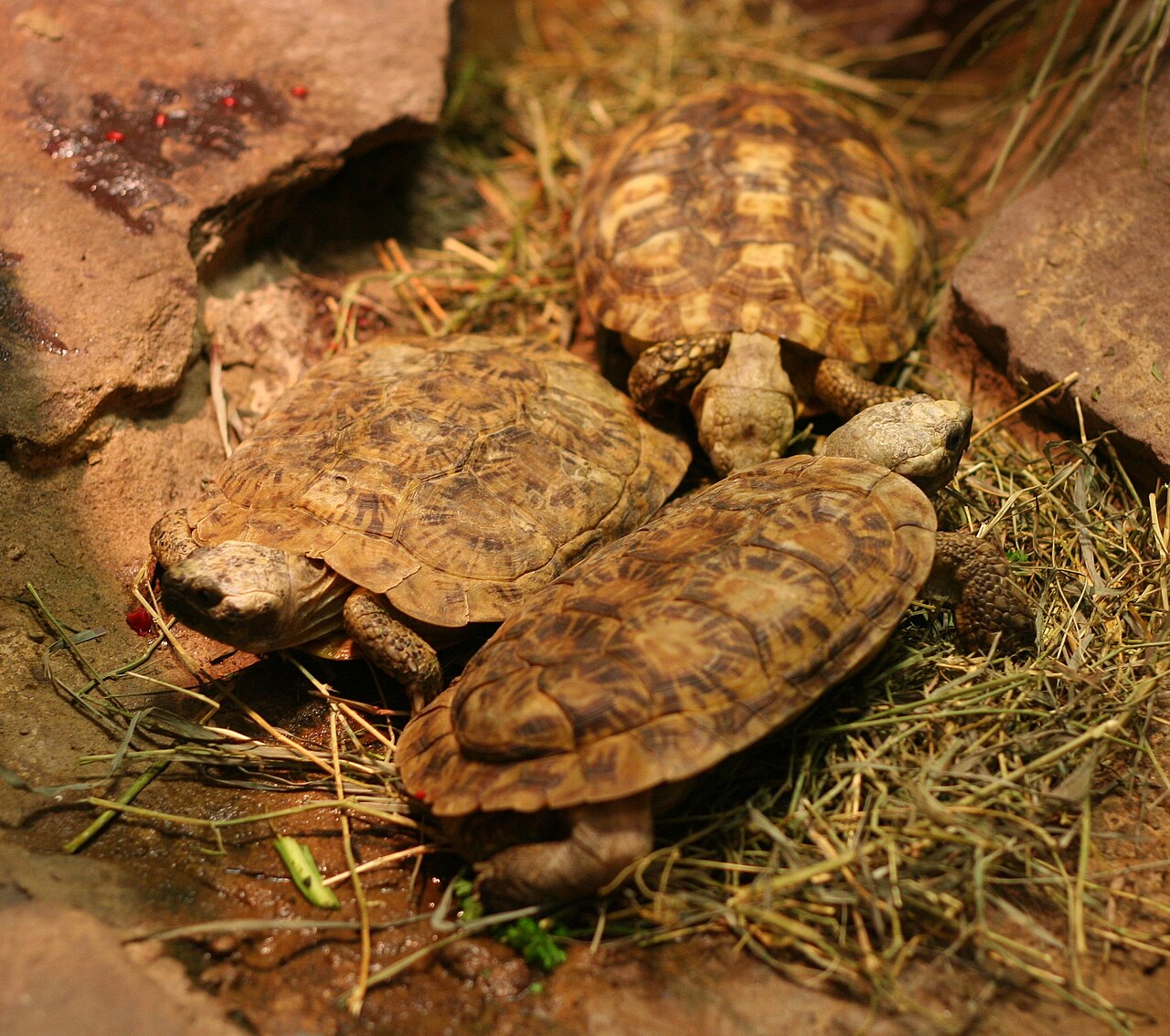 Pancake tortoise (Malacochersus tornieri)