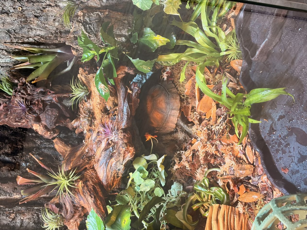 Close-up of a yellow-foot tortoise tucked under a mopani driftwood arch, surrounded by air plants, bromeliads and damp sphagnum moss.
