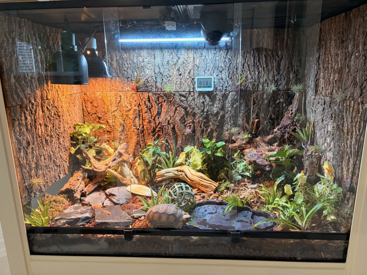 Front view of a 48x24x36 bioactive yellow-foot enclosure with cork bark walls, halogen and UVB lighting, deep substrate, live plants, and a tortoise near the water dish.