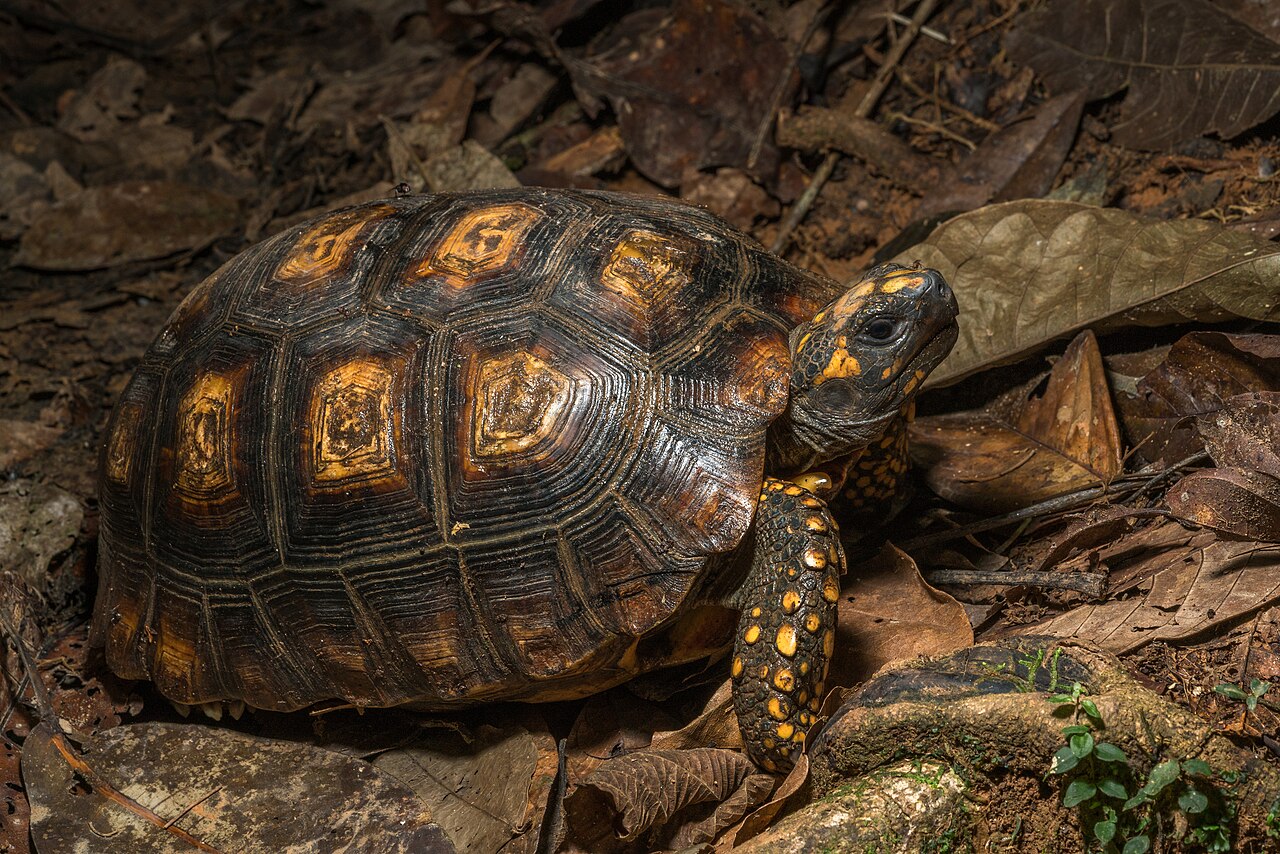 Yellow-foot tortoise (Chelonoidis denticulatus)