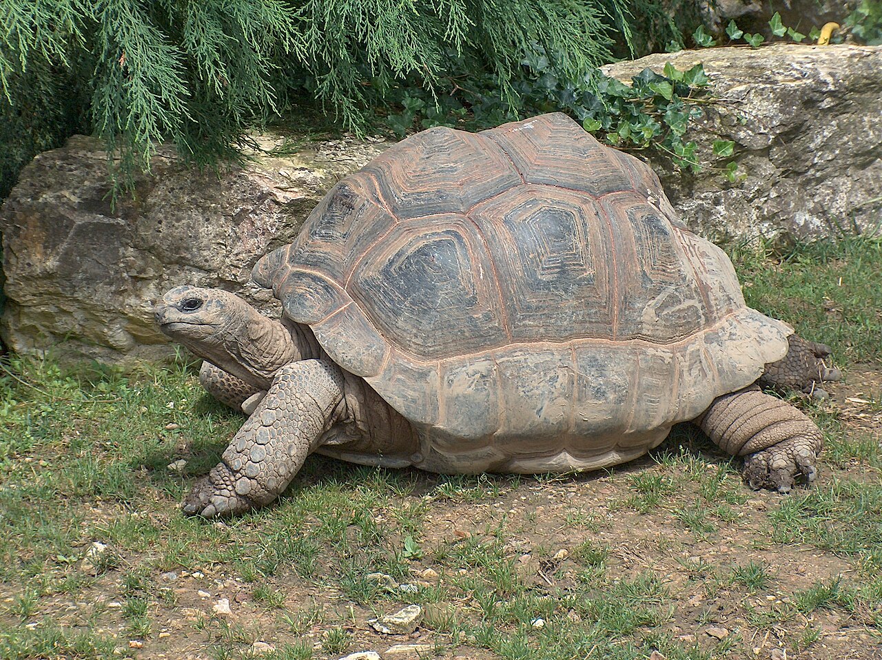 Aldabra giant tortoise (Aldabrachelys gigantea)