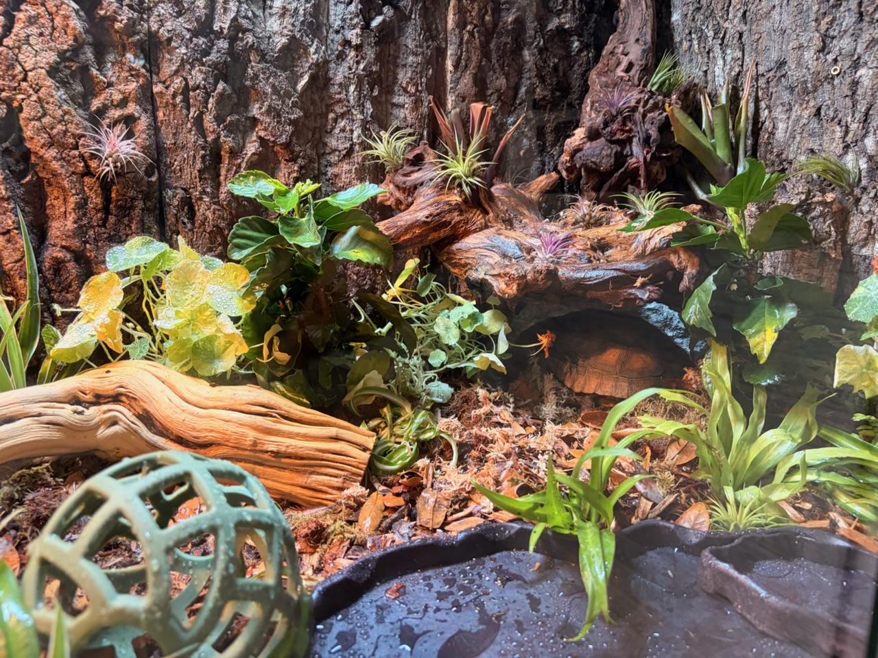 Close-up of the tortoise tucked under a mopani driftwood arch surrounded by bromeliads, air plants and damp sphagnum moss.