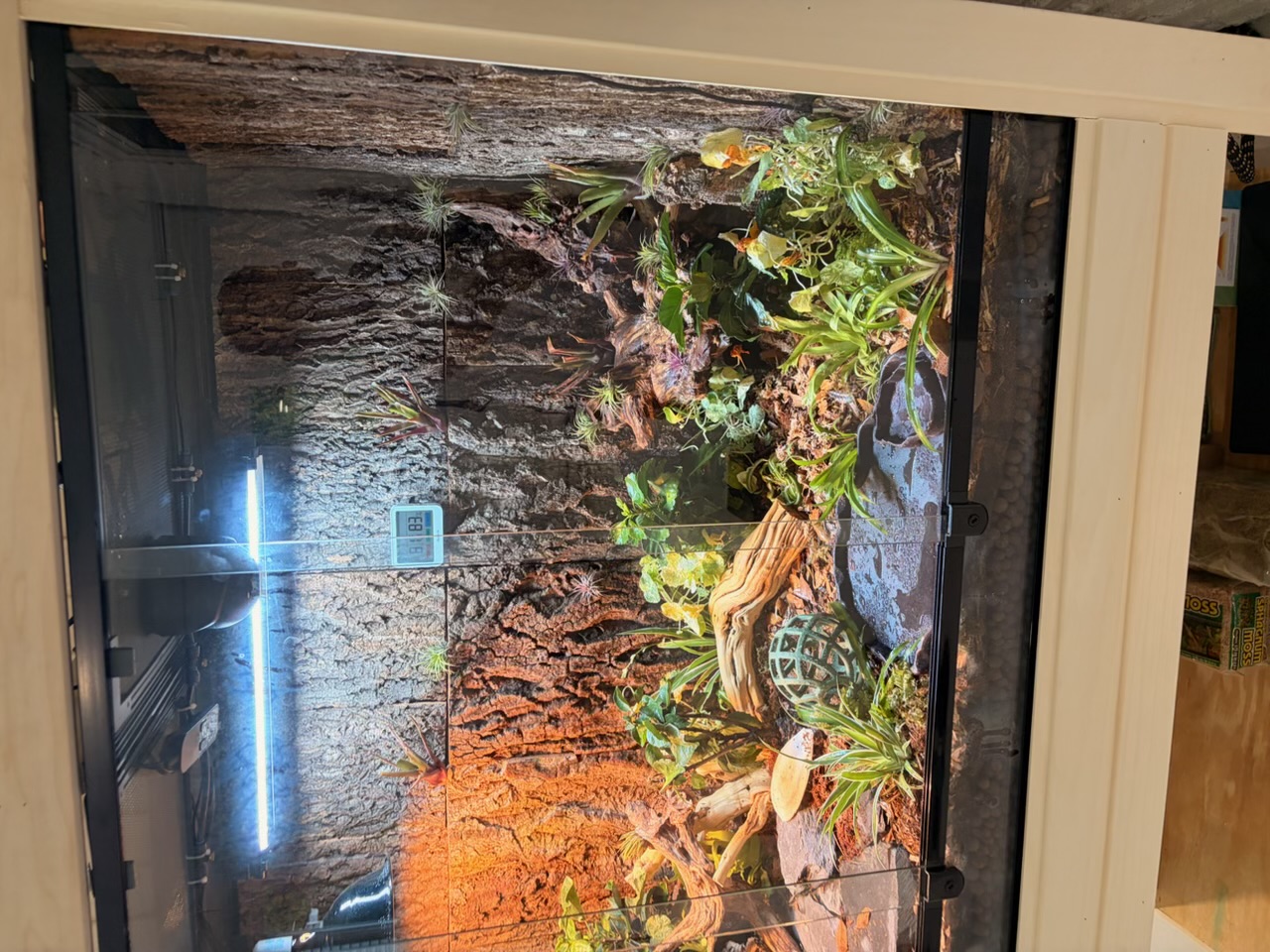 Front view of the bioactive enclosure with cork bark wall, UVB tube, halogen lamp, live plants, ghostwood, water dish and hygrometer.