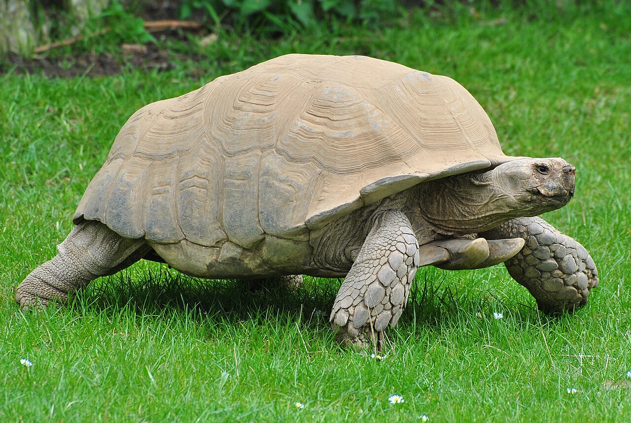 Sulcata (African spurred) (Centrochelys sulcata)