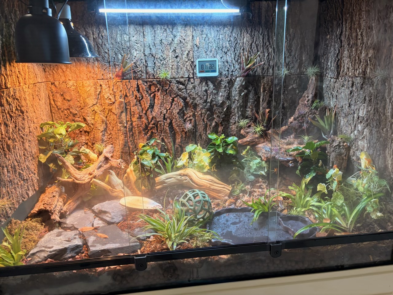 Front view of the enclosure at peak humidity with halogen and UVB lighting, cork bark wall, slate stepping stones, water dishes and lush live plants.