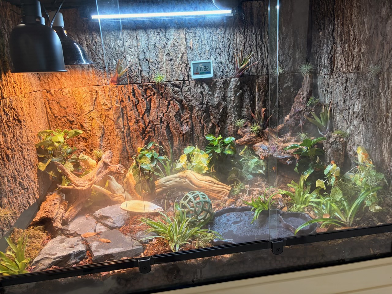 Wide low-angle front view of the bioactive enclosure with halogen and UVB lighting, cork bark wall, slate hardscape, water dishes and lush live plants.
