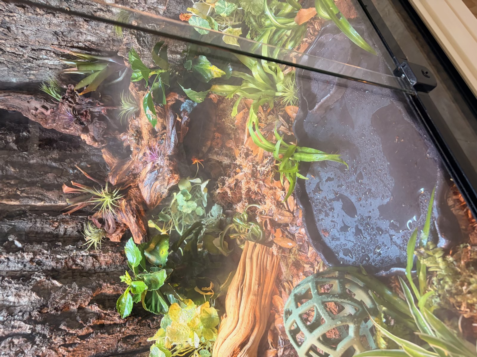 Macro shot through the front glass showing the tortoise inside a humid hide, surrounded by air plants, bromeliads, ghostwood and a wet water dish.