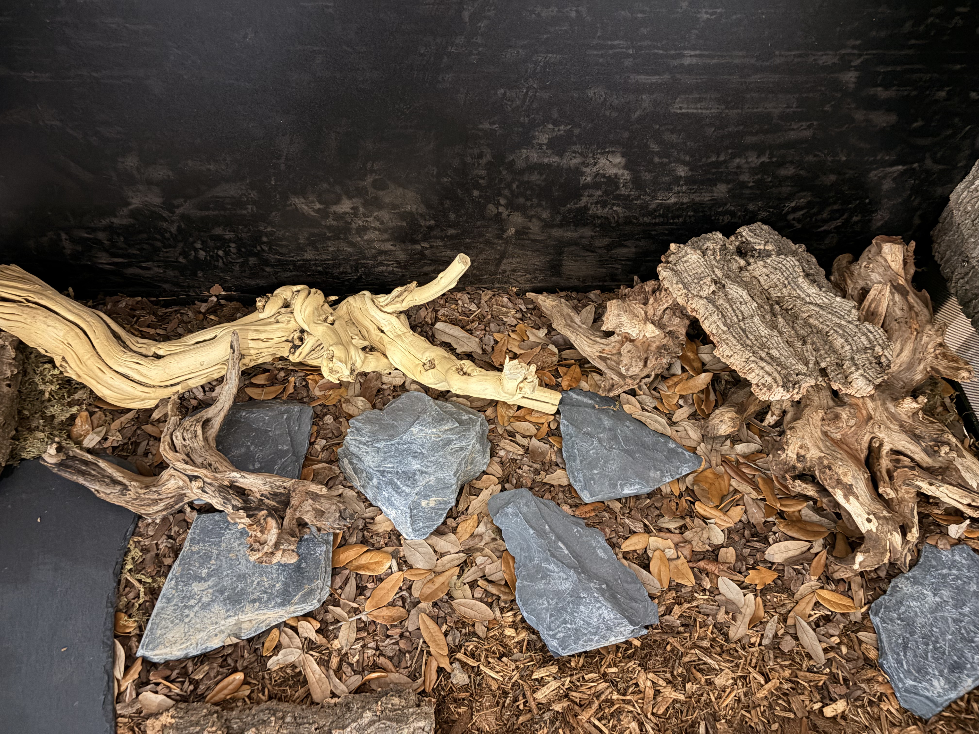 Top-down view of dry-fit hardscape: pale ghostwood branch, dark mopani driftwood, cork bark slab, and five slate stepping stones laid out on oak leaf litter against the painted black substrate line.