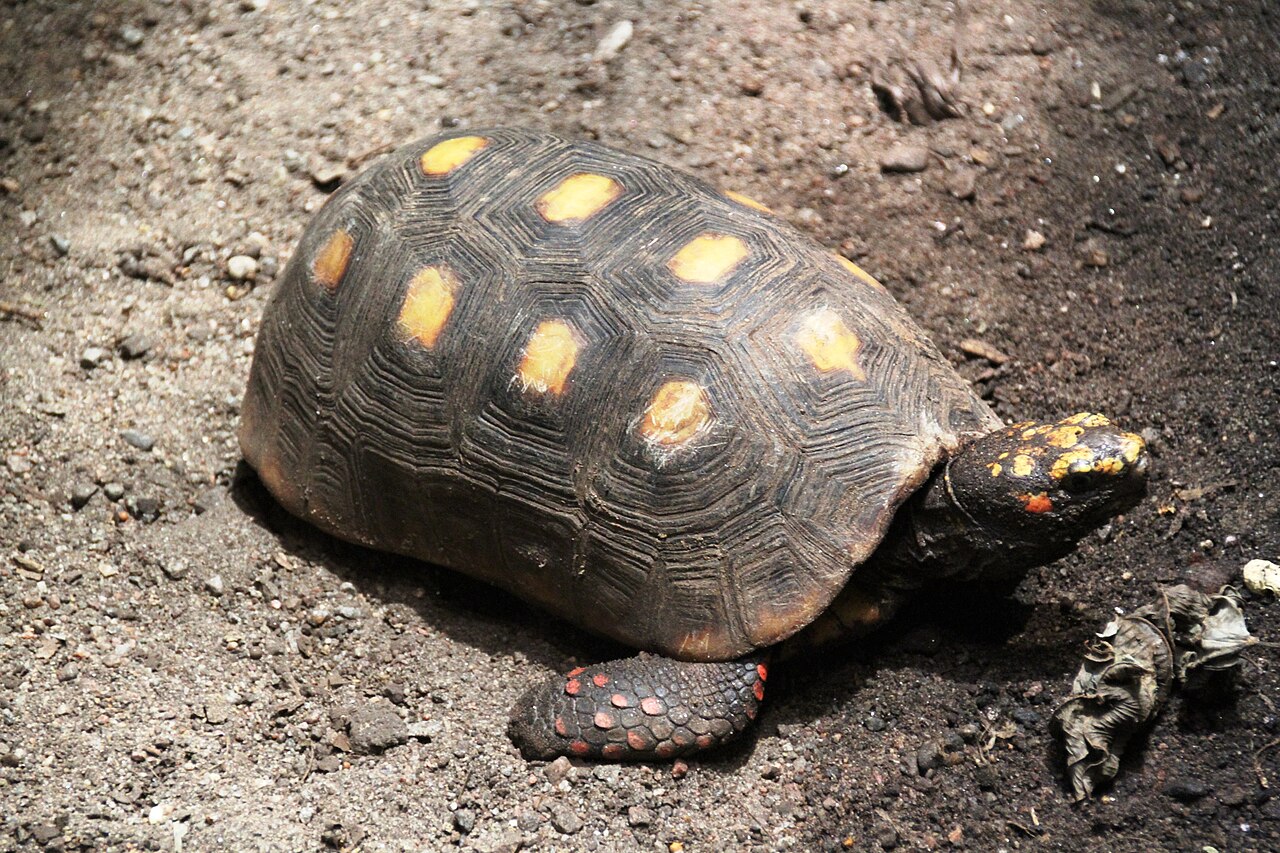 Red-foot tortoise (Chelonoidis carbonarius)