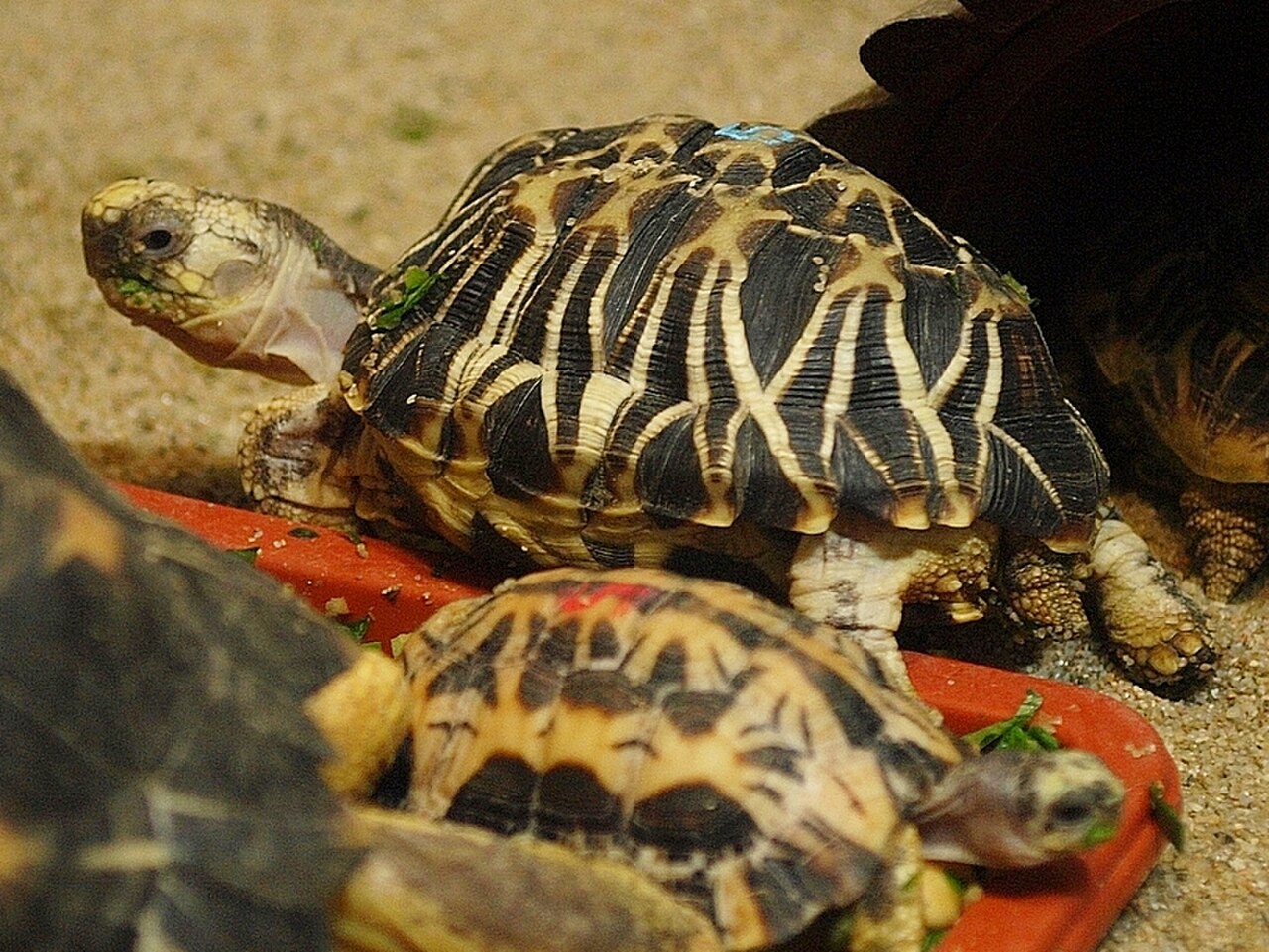 Burmese star tortoise (Geochelone platynota)